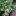 Очиток тополелистный (Sedum populifolium)