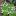Очиток тройчатый (Sedum ternatum, Sedum americanum)