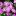 Примула кортузовидная (Primula cortusoides), или алтайская