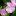 Примула Зибольда (Primula sieboldii)
