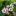 Примула припудренная (Primula pulverulenta)
