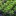 : Petroselinum crispum - Curly parsley on the ground close-up