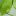 : нематода на листьях сельдерея