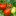 : томаты открытого грунта сорта