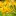 : желтый лилейник с лого