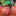 : Пушистые сорта томатов для теплицы и открытого грунта