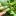 : Как выращивать кабачки в открытом грунте