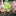 : Как вырастить рассаду цветной капусты