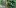 Огурцы уральский корнишон f1 фото описание отзывы