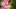 : Яркие соцветия гладиолусов