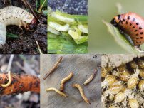 : Личинки каких насекомых могут оставить вас без урожая