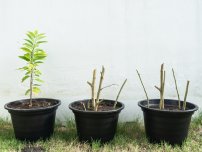 shutterstock.com: Размножение трудноукореняемых растений черенками