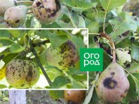 ogorod.ru / Александра Атрашевская: Парша на яблоне и груше