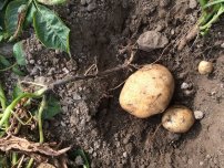 shutterstock.com: Как определить, чем болеет картофель