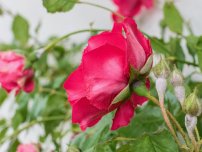 shutterstock.com / Tunatura: Как определить болезнь розы