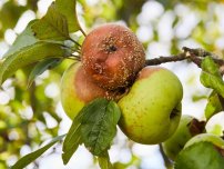 shutterstock.com / krolya25: Как бороться с плодовой гнилью