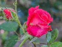 shutterstock.com / Vladimir Konstantinov: Как бороться с тлей на розах
