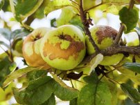 shutterstock.com / krolya25: Как лечить паршу на яблоне и груше