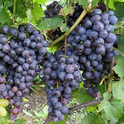 Лучшие универсальные сорта винограда для Подмосковья (фото, описание) | Название сайта