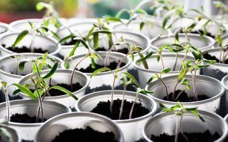 Растениям, пострадавшим от заморозков, может помочь восстановиться питательная подкормка. Внося удобрения в почву важно соблюдать пропорции. Минеральные растворы должны быть слабее, иначе вместо восстановления такая подкормка погубит замерзшие томаты.