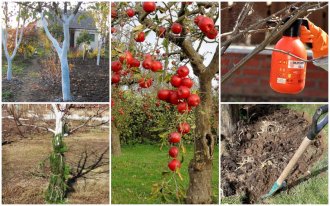 ogorod.ru / Александра Атрашевская: Защита плодовых деревьев от вредителей осенью