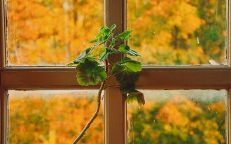shutterstock.com/Irisha_S: Почему сохнут листья у герани