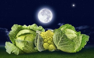 shutterstock.com / ogorod.ru: Лунный календарь выращивания капусты