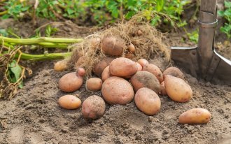 shutterstock.com / Tatevosian Yana: Как собрать большой урожай картофеля