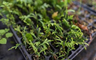 shutterstock.com / Laktikov Artem: Как размножать хвойные растения черенками
