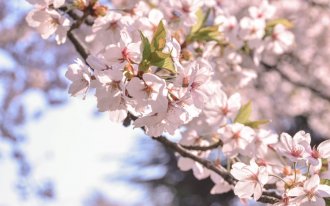 shutterstock.com/hsieh yuman: Уход за вишней весной