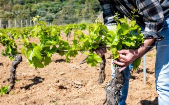 5 дел, которые необходимо сделать с виноградом в октябре