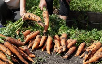 shutterstock.com: урожай моркови