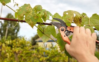 shutterstock.com / Andrii Salomatin: Как ухаживать за виноградом осенью