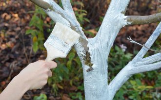shutterstock.com/Radovan1: Побелка деревьев осенью: пошаговый мастер-класс