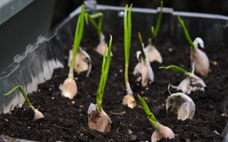 shutterstock.com: выращивание чеснока в горшке