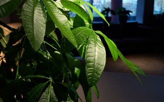 shutterstock.com / Sergey Cherviakov: самые теневыносливые и тенелюбивые комнатные растения