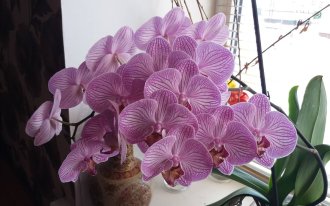 Карина Шаманова: уход за орхидеями