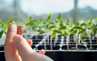 shutterstock.com / JoannaTkaczuk: Как добиться высокой всхожести семян