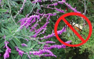 ogorod.ru / Александра Атрашевская: Какие растения отпугивают комаров