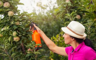 shutterstock.com / adriaticfoto: Как увеличить урожай яблок