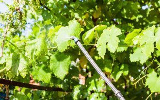 Уход за виноградом в августе: 4 самые важные процедуры