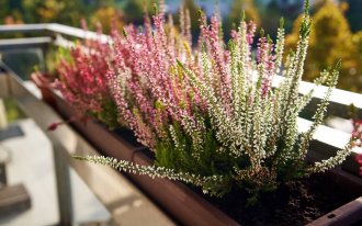 shutterstock.com / Madeleine Steinbach: Как украсить сад, балкон и крыльцо вереском