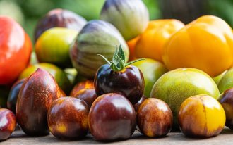 shutterstock.com / ako photography: Как выбрать томаты универсальных сортов