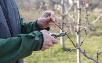 shutterstock.com / triocean: Как обрезать яблоню и грушу весной