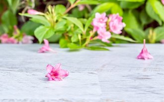 shutterstock.com / HaiGala: Как ухаживать за вейгелой после цветения