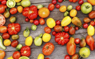 : самые урожайные сорта томатов