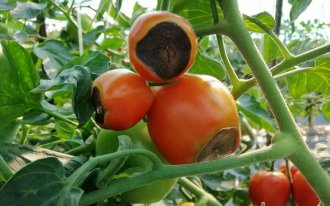 Почему рассада томатов вянет и сохнет: причины и лечение