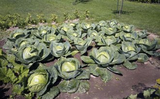 Elena Masiutkina: Как подготовить грядку для капусты
