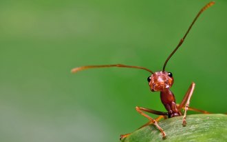 Maytee Laohamaytee: самые необычные муравьи мира