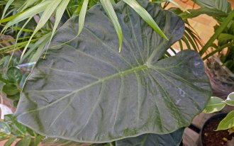 : комнатные растения с самыми большими листьями